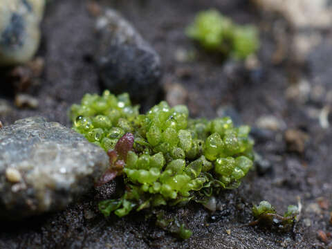 Image of Texas Balloonwort