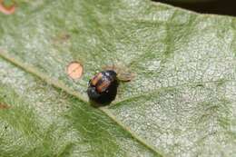 Image of Leaf beetle