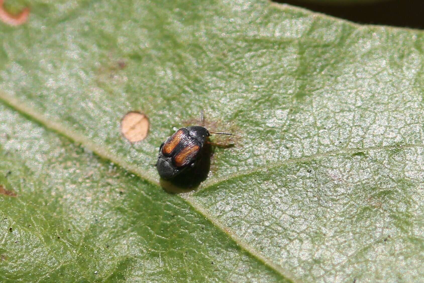 Image of Leaf beetle