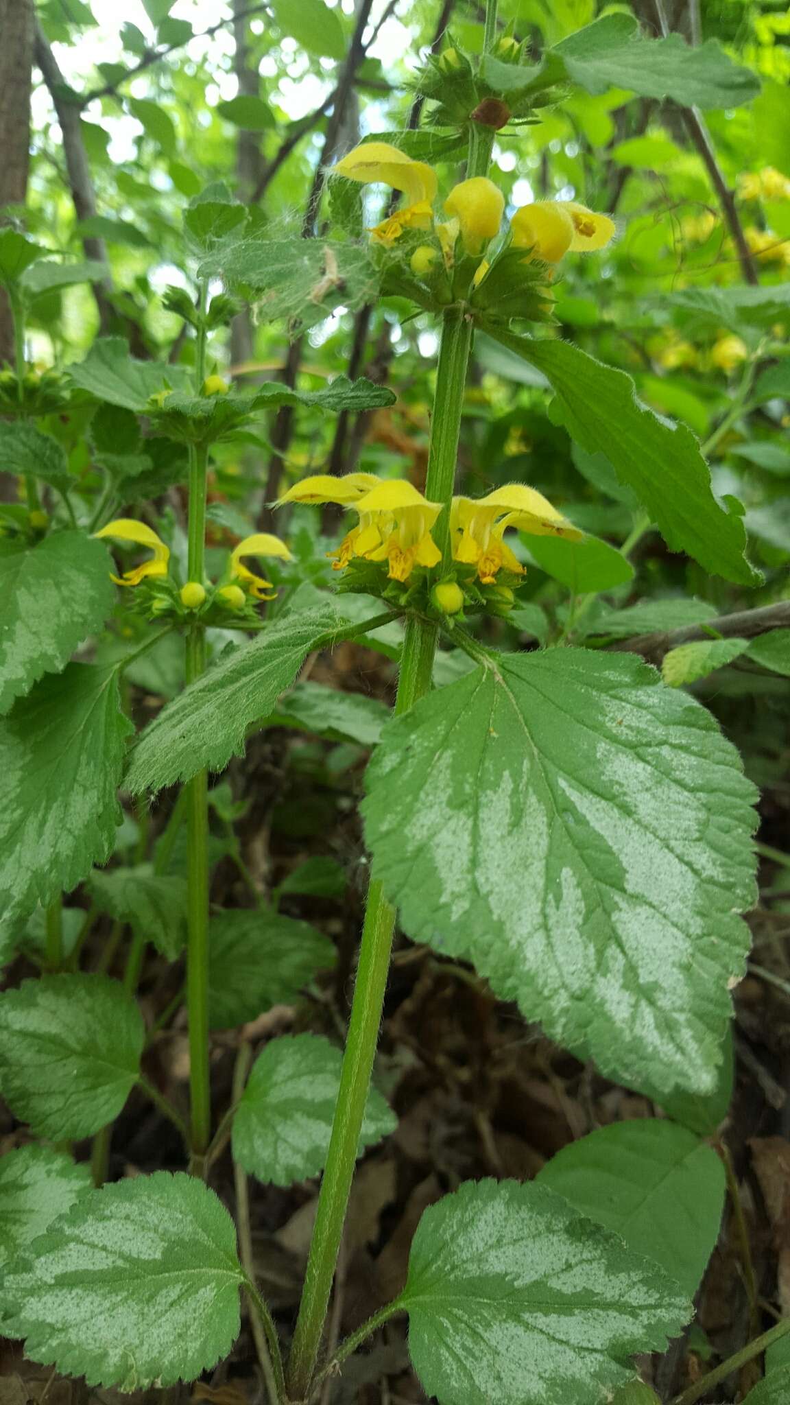 Image of Lamium galeobdolon subsp. argentatum (Smejkal) J. Duvign.