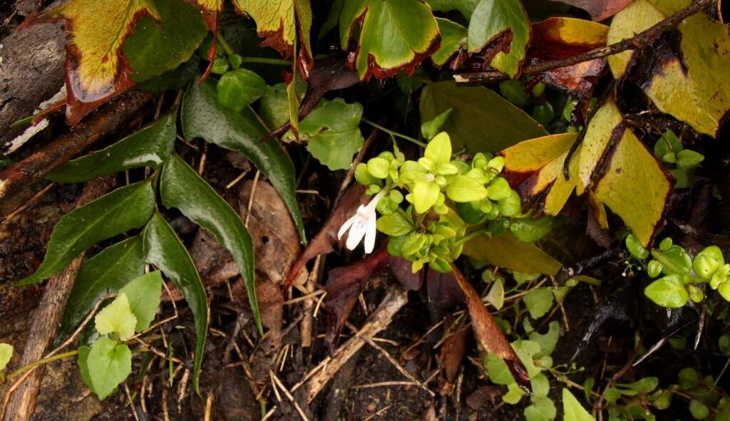 Image of Isoglossa gracillima Baker