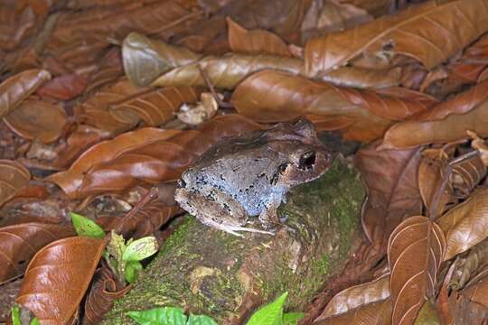 Image of Craugastor rugosus (Peters 1873)