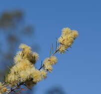 Sivun Melaleuca nodosa (Gaertn.) Sm. kuva