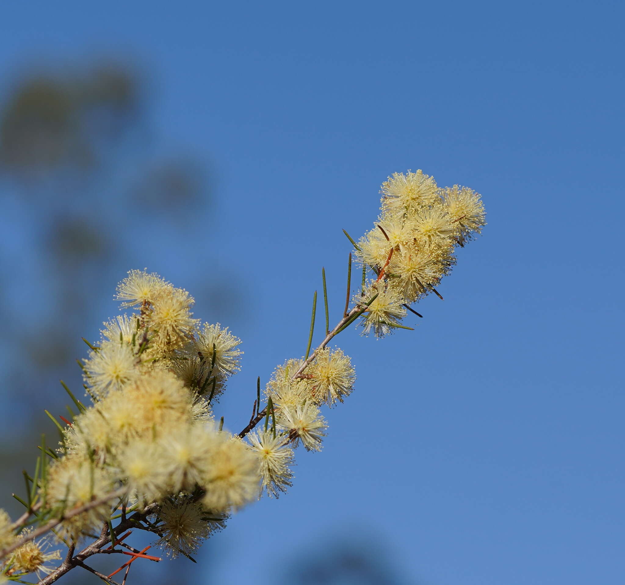 Sivun Melaleuca nodosa (Gaertn.) Sm. kuva