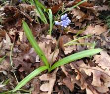 Image of Scilla bithynica Boiss.