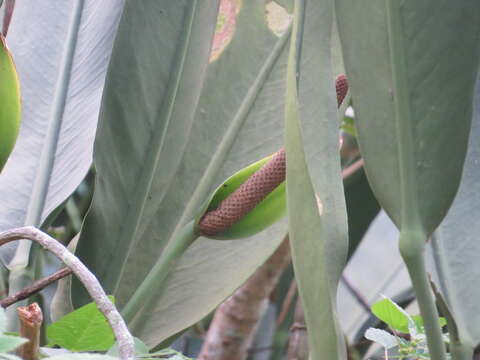 Image of Anthurium coriaceum G. Don