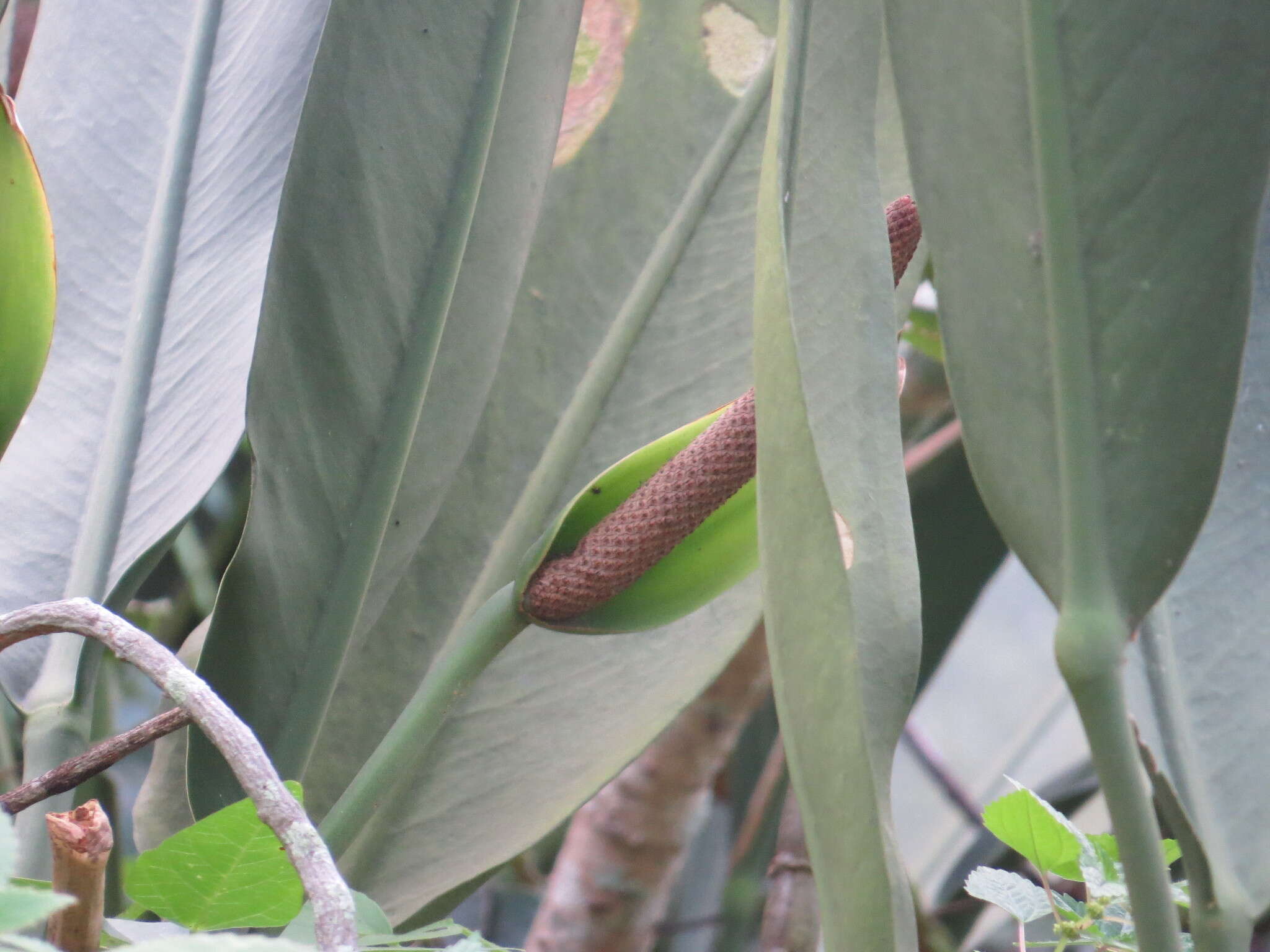 Imagem de Anthurium coriaceum G. Don