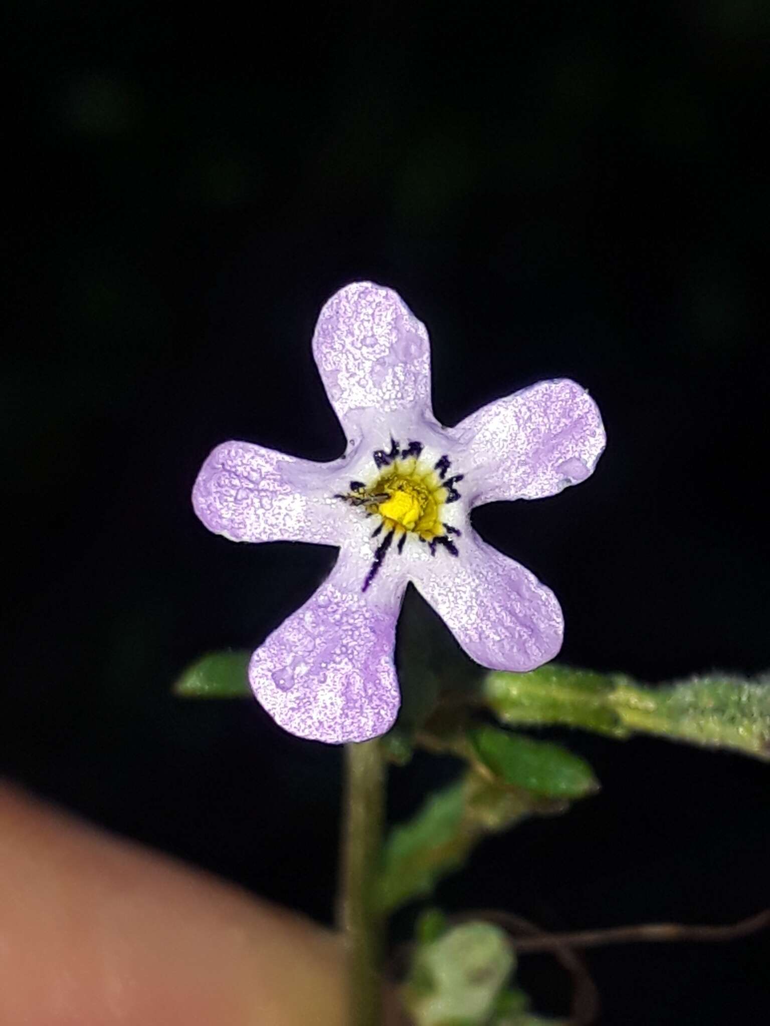 Image of Lyperia violacea (Jarosz) Benth.