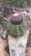 Image of Melocactus ernestii Vaupel