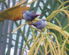 Image of Lavender Waxbill