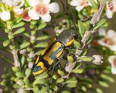 Image of Castiarina tricolor (Kirby 1818)