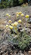 Image of Siskiyou buckwheat