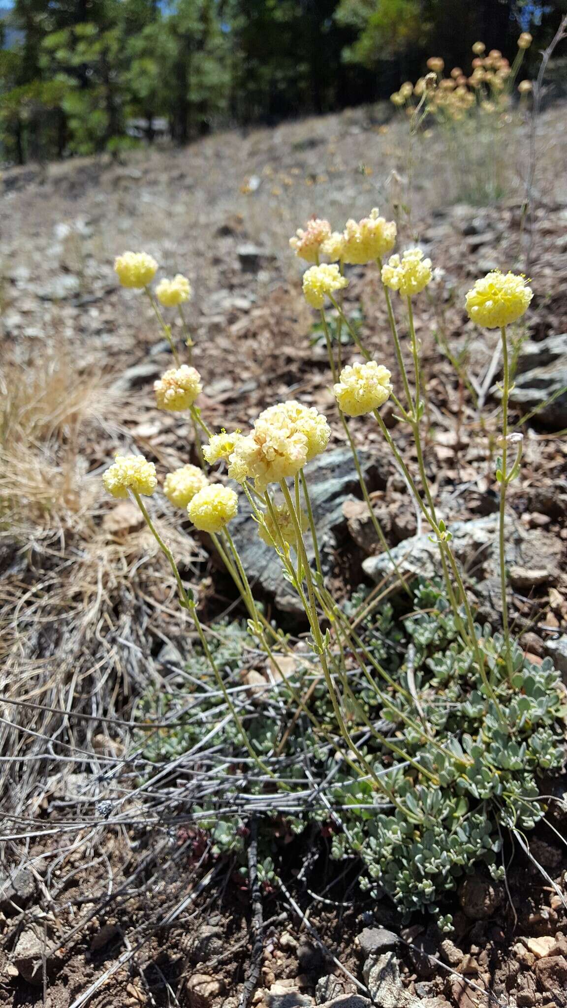 Image of Siskiyou buckwheat