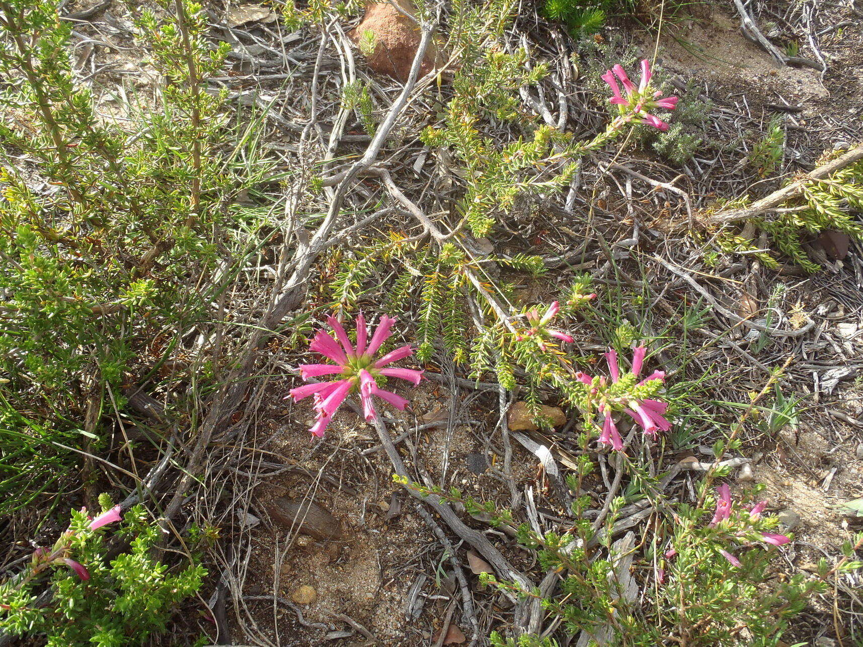 Image of Erica abietina subsp. atrorosea E. G. H. Oliv. & I. M. Oliv.