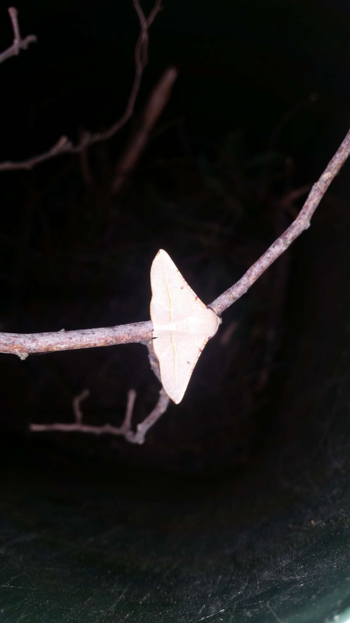 Image of Oenochroma pallida Warren 1898