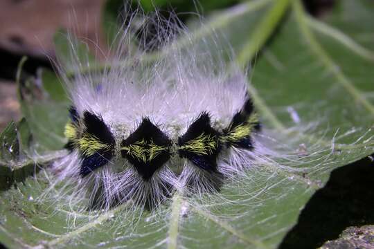 Imagem de Acronicta major Bremer 1864