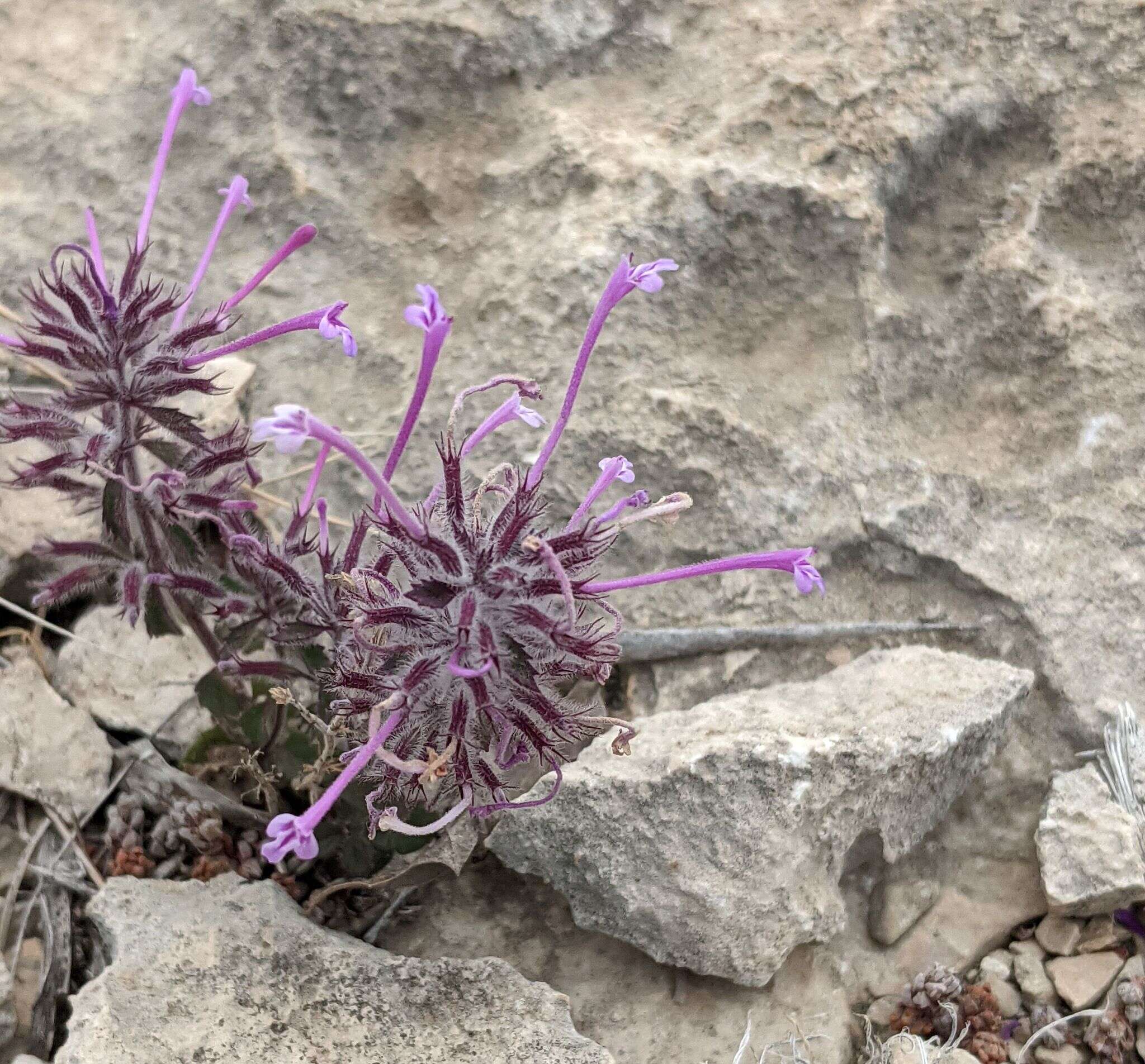 Plancia ëd Hedeoma costata var. pulchella (Greene) R. S. Irving