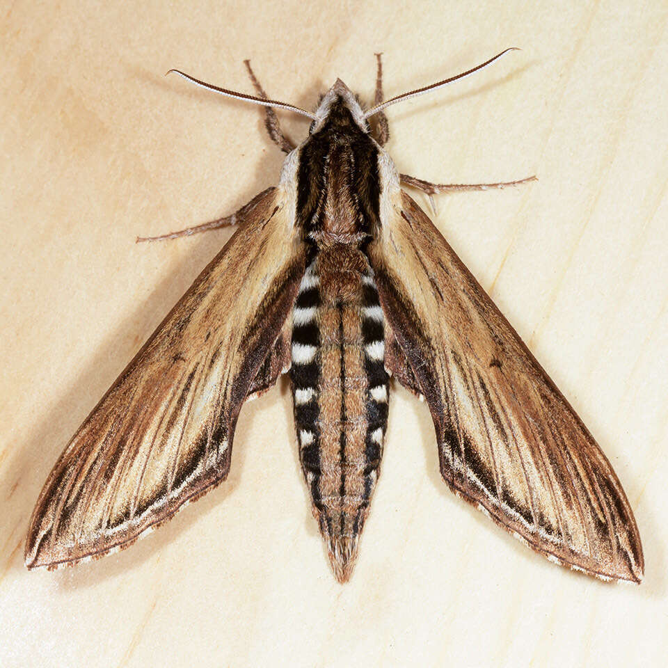 Image of Laurel sphinx