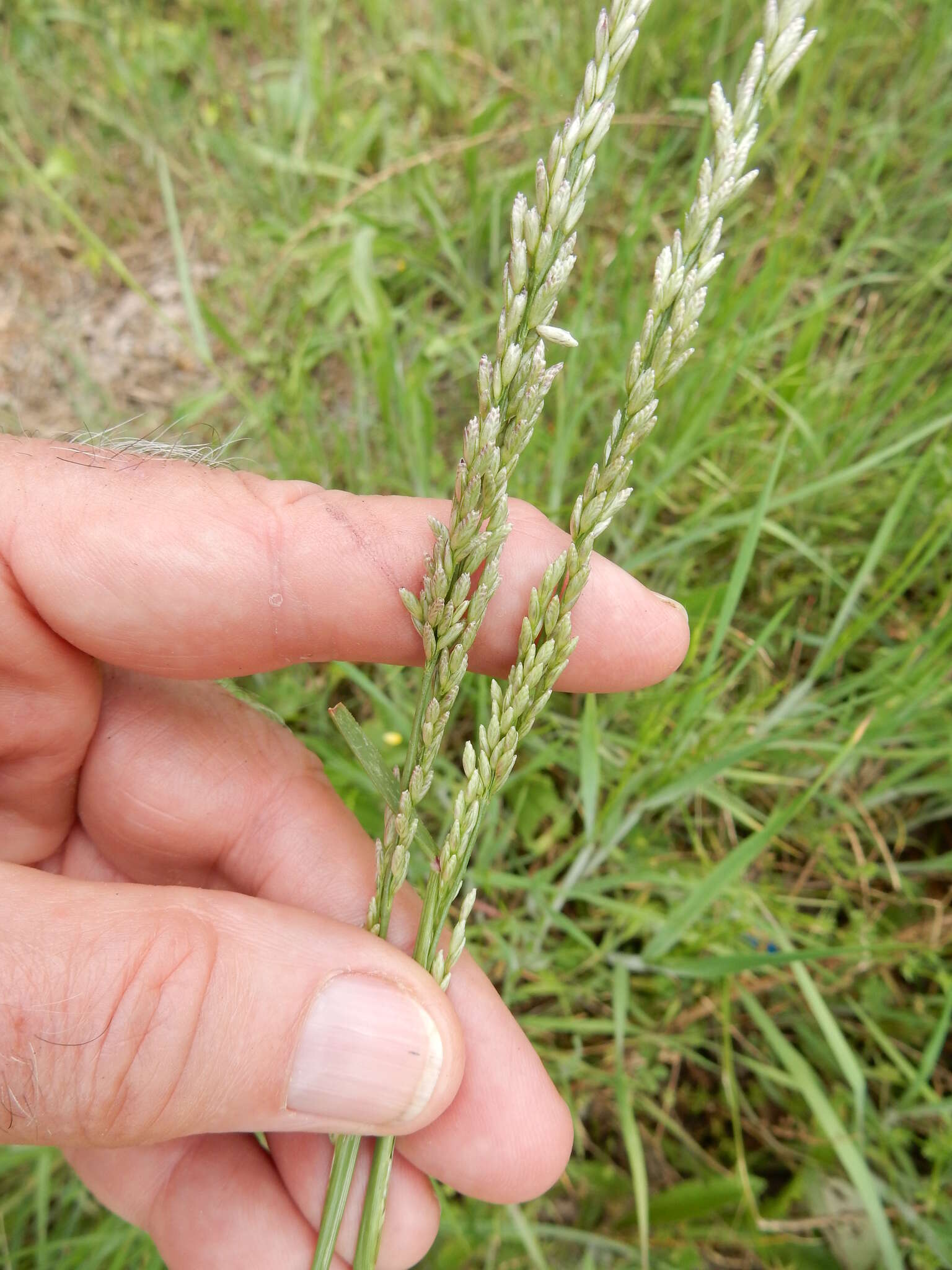 Image of White Fluff Grass