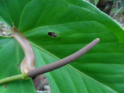 Image of Anthurium nakamurae Matuda