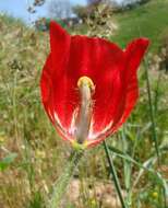 Image of blackspot hornpoppy