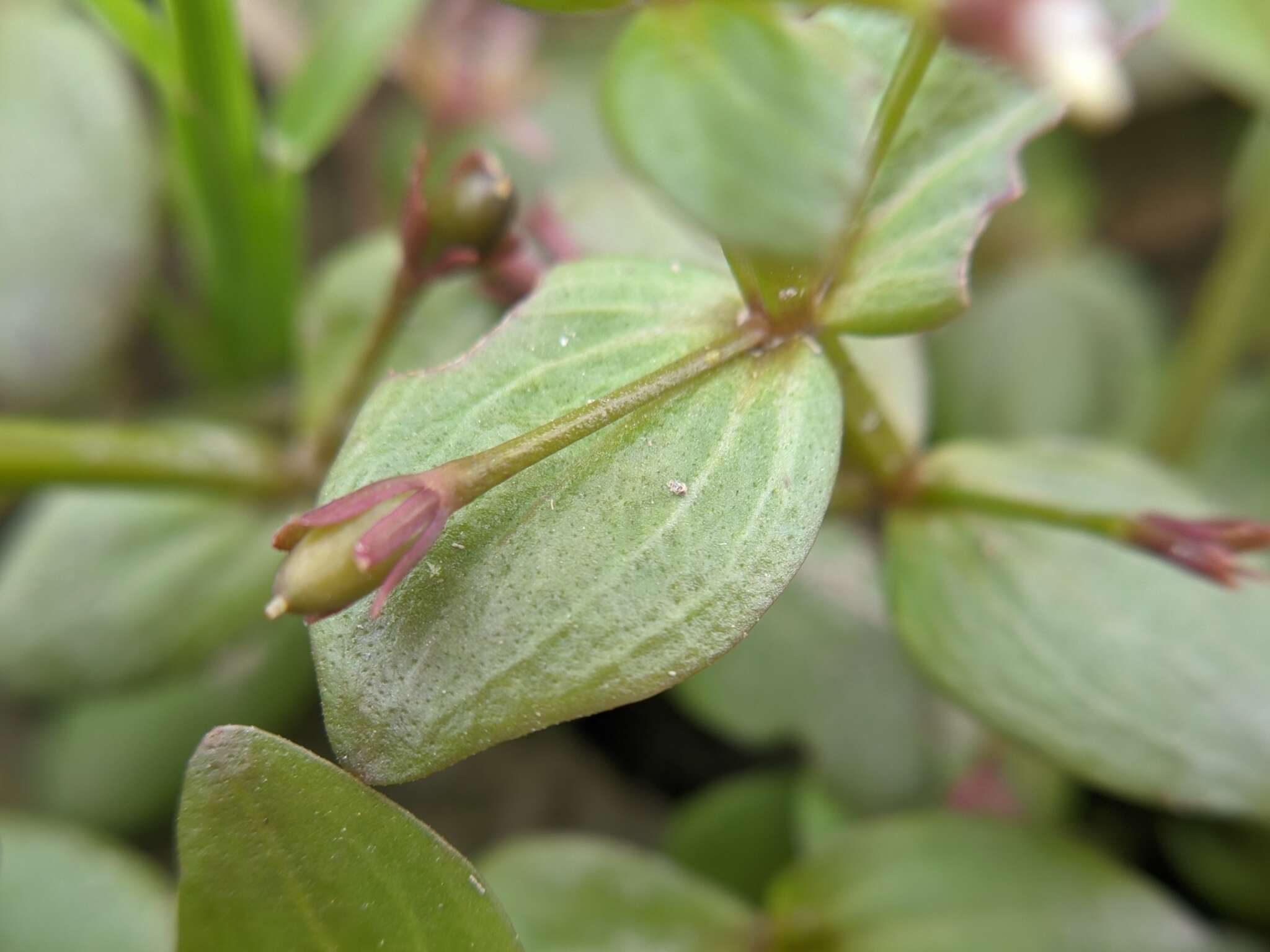 Image of Prostrate False Pimpernel