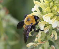 Image of Bombus melanurus Lepeletier 1836