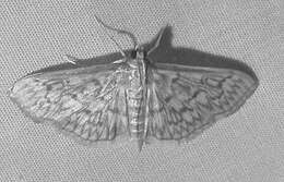 Image de Herpetogramma pertextalis Lederer 1863