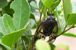 Image of Quintilia wealei (Distant 1892)