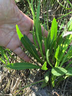 Imagem de Helenium drummondii H. Rock