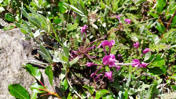 Image of Pedicularis punctata Decne.