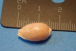 Image of half-extending cowry