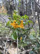 Image of Senna stipulacea (Aiton) H. S. Irwin & Barneby