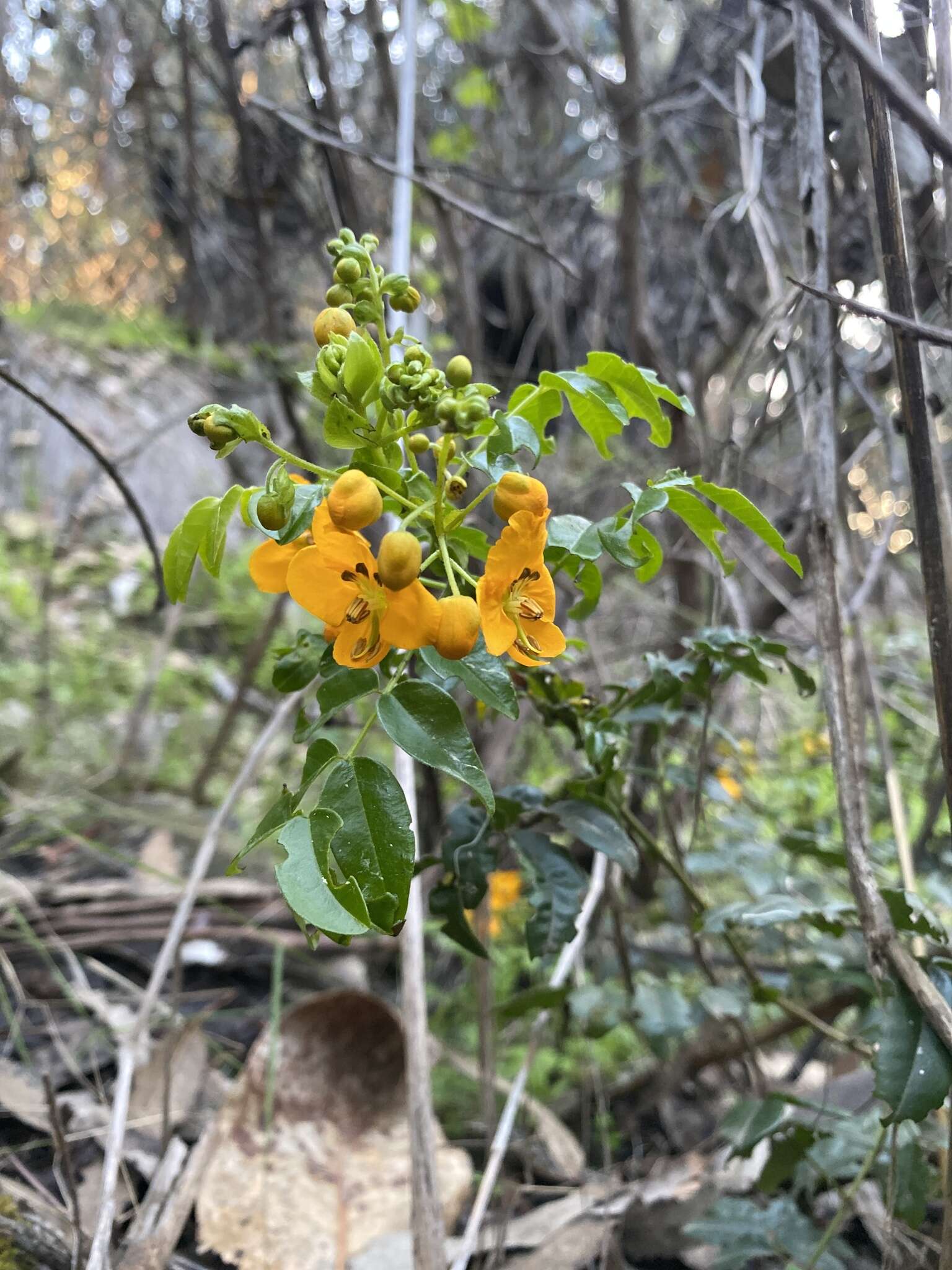 Слика од Senna stipulacea (Aiton) H. S. Irwin & Barneby