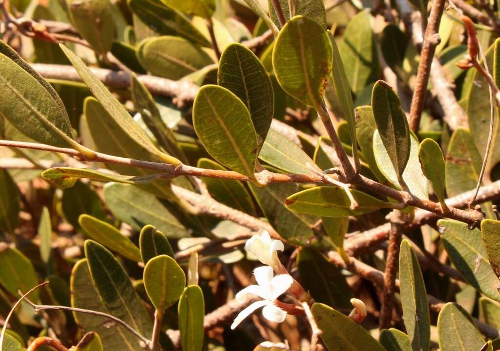 Image of Ancylobothrys capensis (Oliv.) Pichon