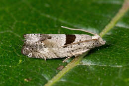 Image of Epinotia ramella Linnaeus 1758