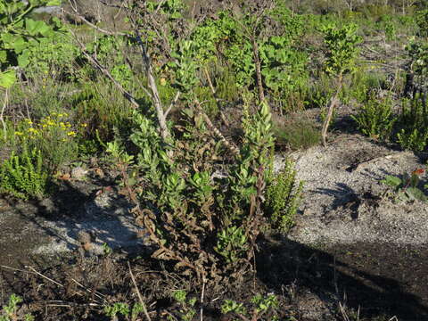 Image of Poisonous ragwort