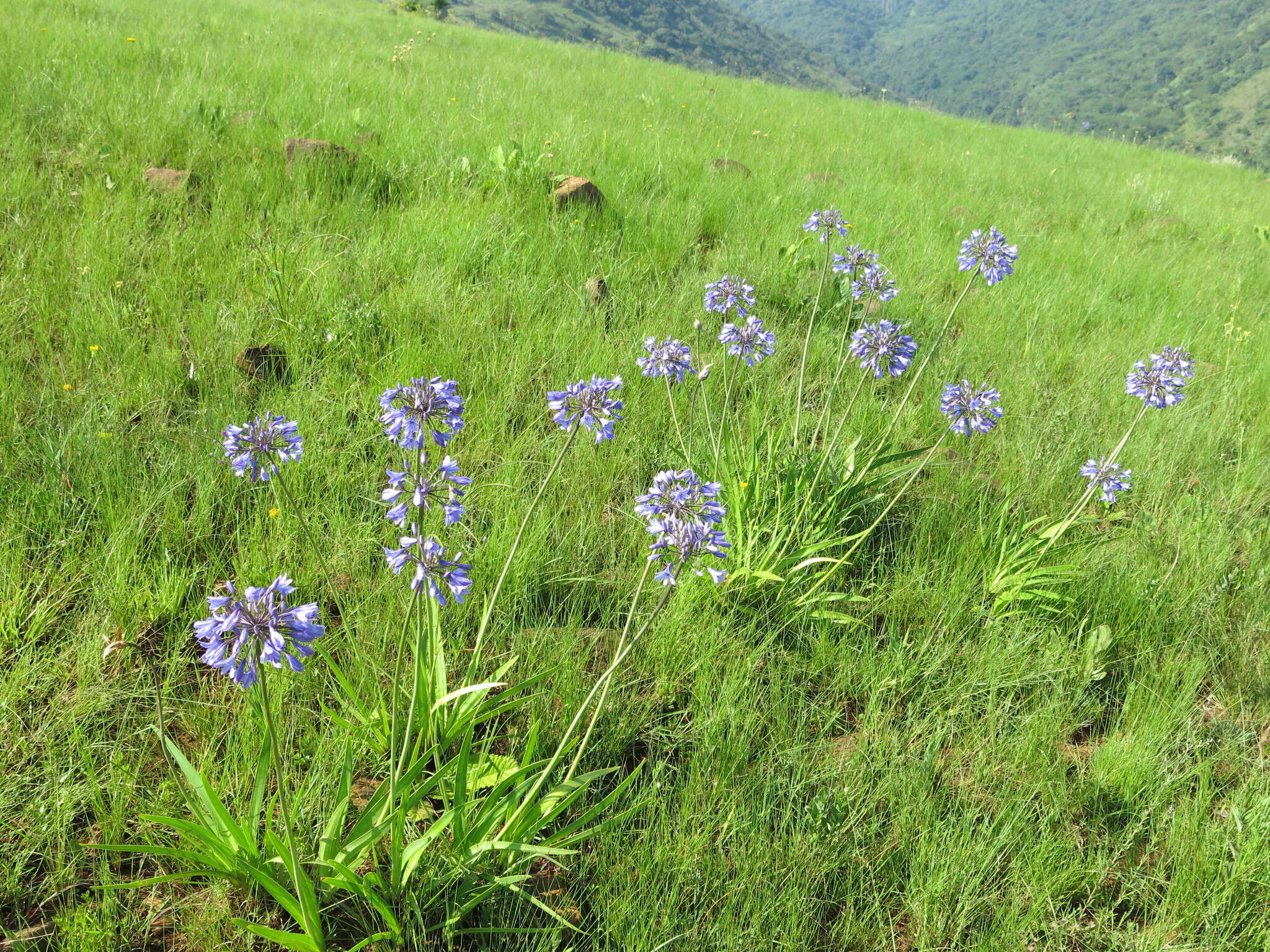 Image of Agapanthus campanulatus subsp. campanulatus