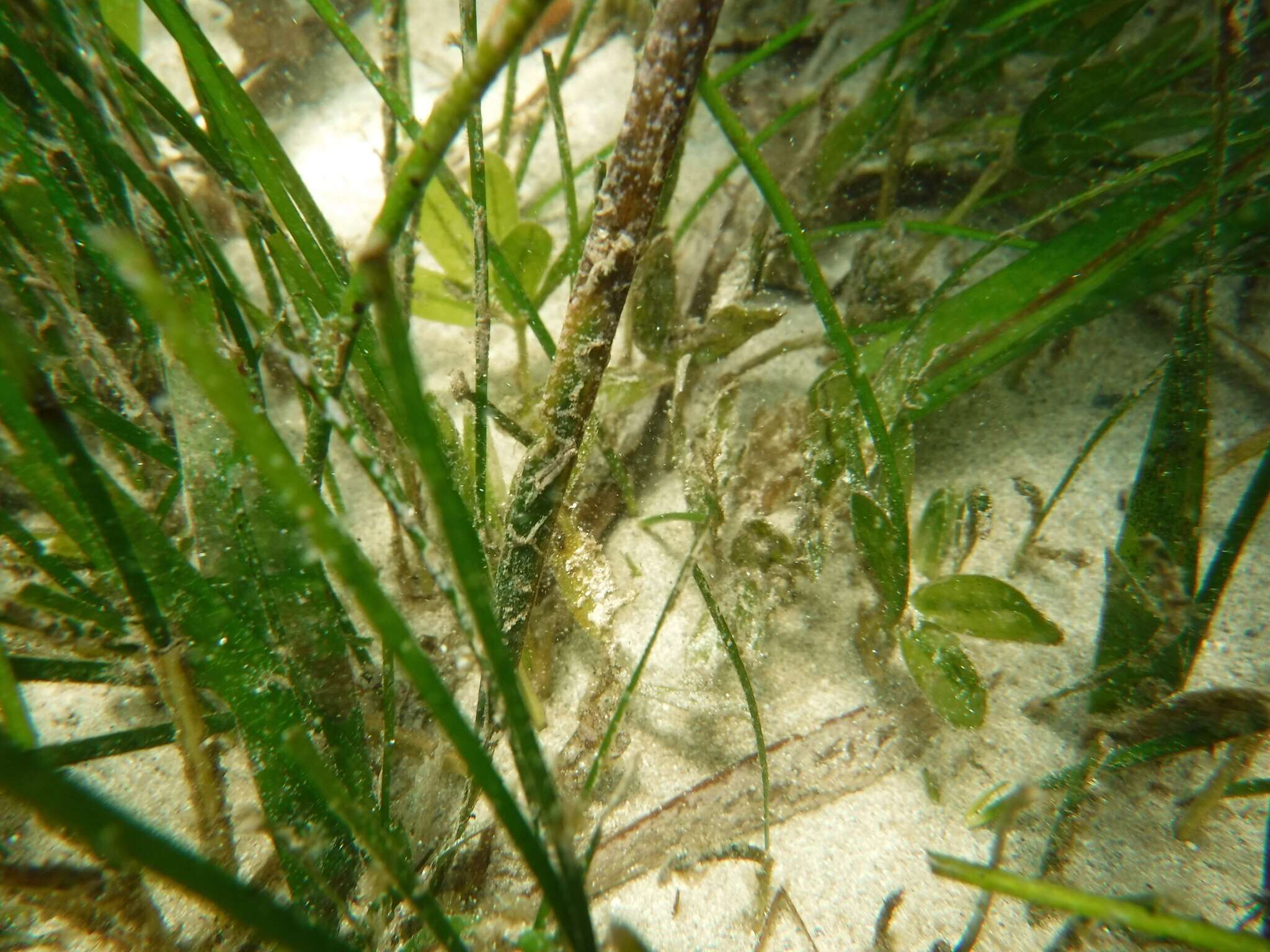 Image of Engelmann's Sea-Grass