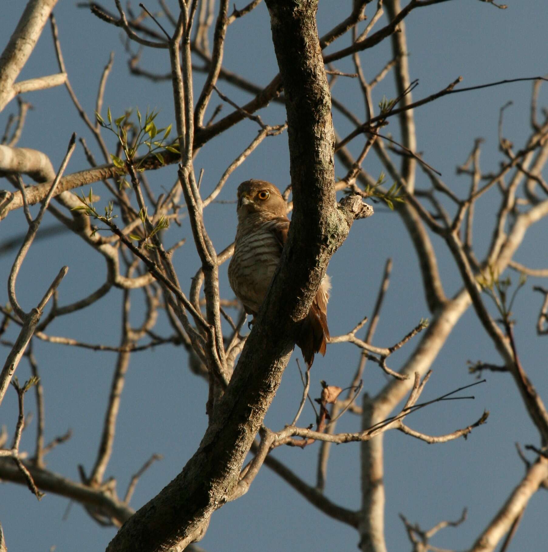 Image of Frances's Goshawk