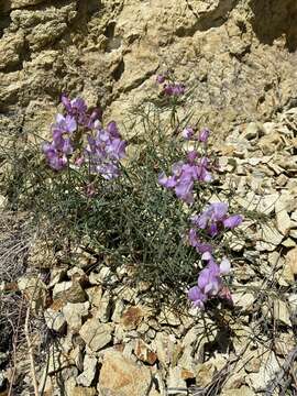 Lathyrus pauciflorus subsp. pauciflorus resmi