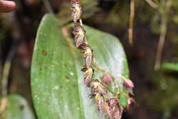 Image of Stelis restrepioides (Lindl.) Pridgeon & M. W. Chase