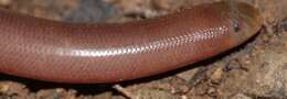 Image of Bibron's Blind Snake