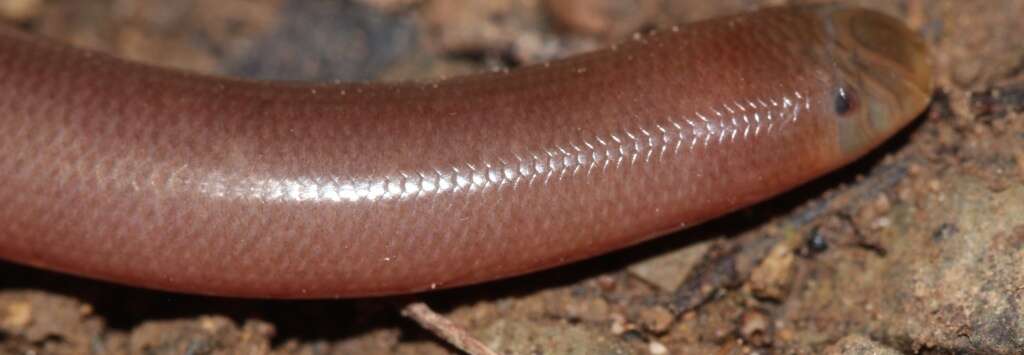 Image of Bibron's Blind Snake