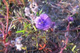 Image of Monopsis debilis (L. fil.) C. Presl