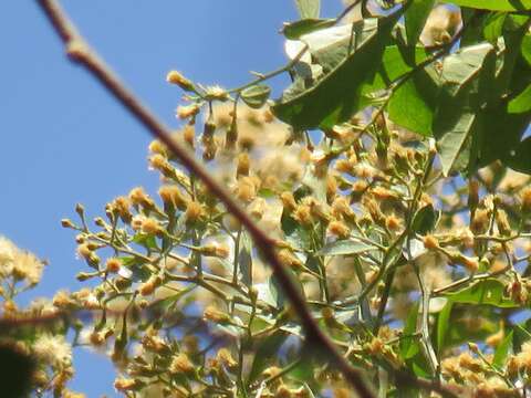 Image of Distephanus anisochaetoides (Sond.) H. Rob. & B. Kahn