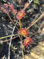 صورة Drosera nidiformis Debbert