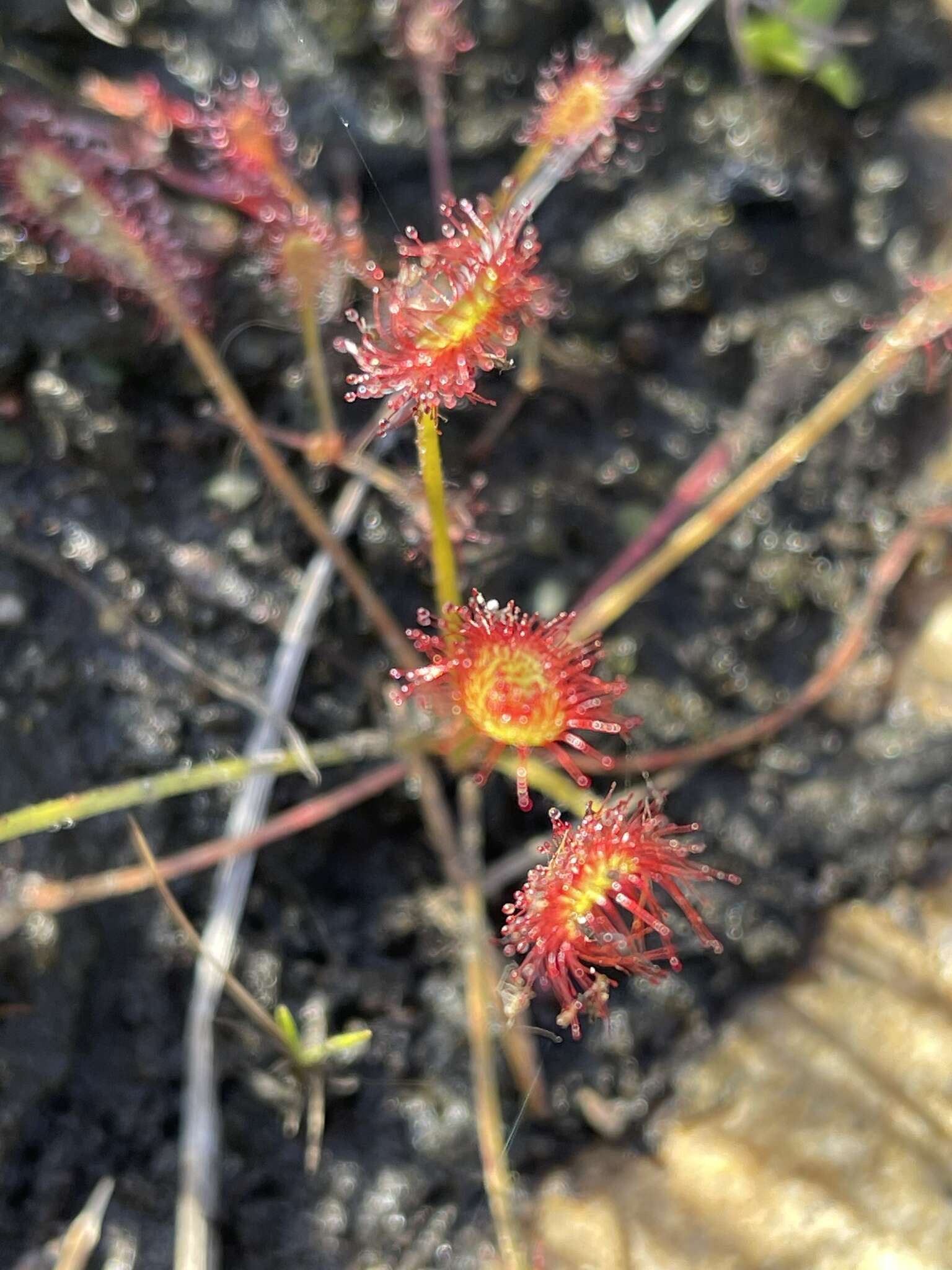 صورة Drosera nidiformis Debbert