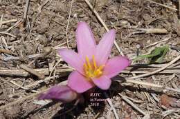 Image of Zephyranthes brevipes Standl.