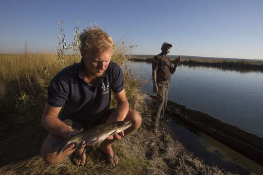 Image of African pike